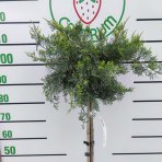  Borievka prostredná (Juniperus x media) ´OLD GOLD´ výška: 80-110 cm, kont. C7L - NA KMIENKU 